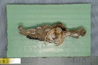 藏品(雙斑細螯寄居蟹)的圖片